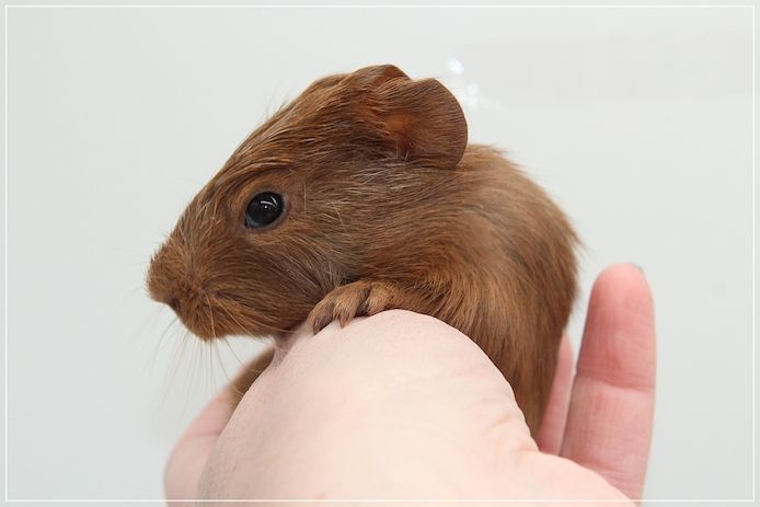 Meerschweinchen Weibchen