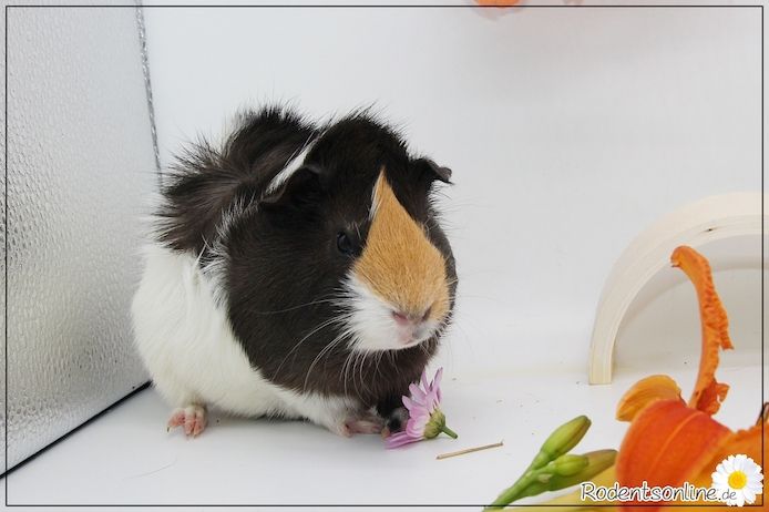 Meerschweinchen Weibchen