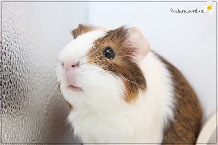 Meerschweinchen Weibchen