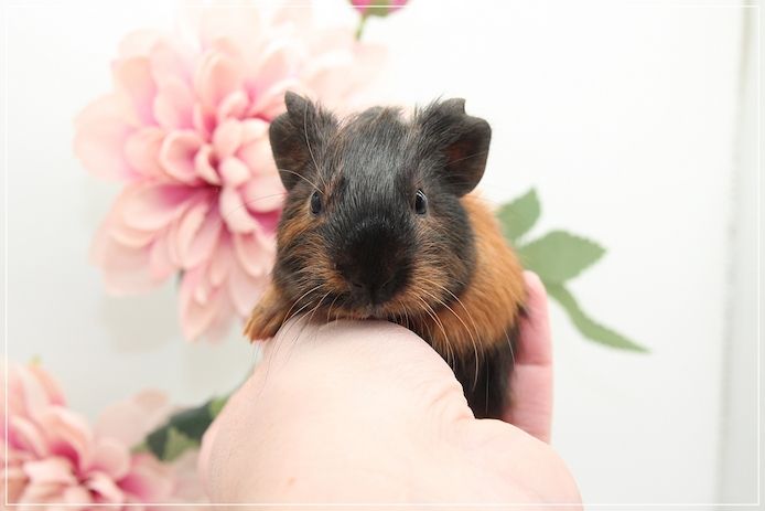 Meerschweinchen Weibchen