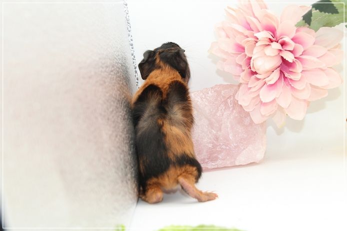 Meerschweinchen Weibchen