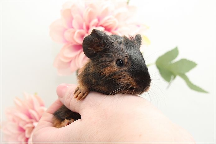 Meerschweinchen Weibchen