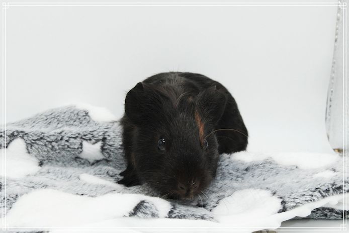 Meerschweinchen Weibchen