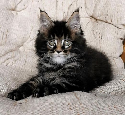 Maine Coons zu verkaufen