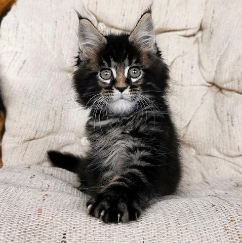 Maine Coons zu verkaufen