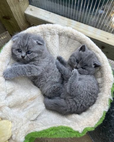 Britische Kurzhaar-Kätzchen zur Adoption