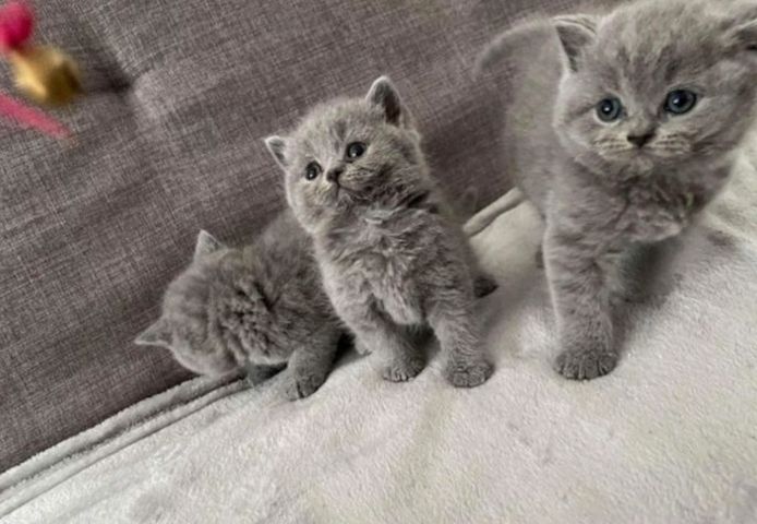 Britische Kurzhaar-Kätzchen zur Adoption