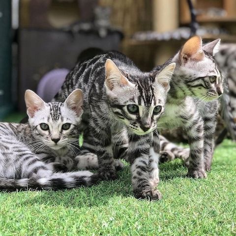 Bengal-Kätzchen zu vermitteln