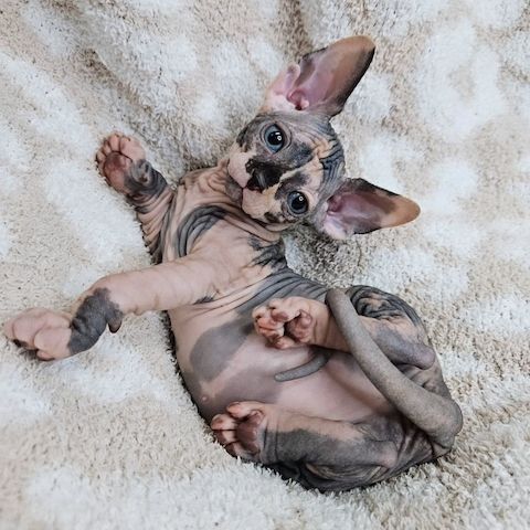 Sphynx-Kätzchen
