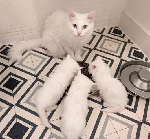 Türkisch-Angora-Kätzchen