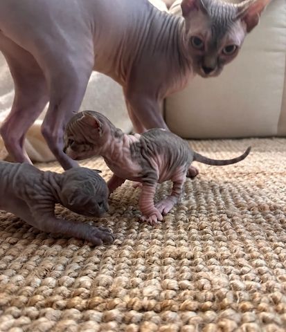 Sphynx-Kätzchen