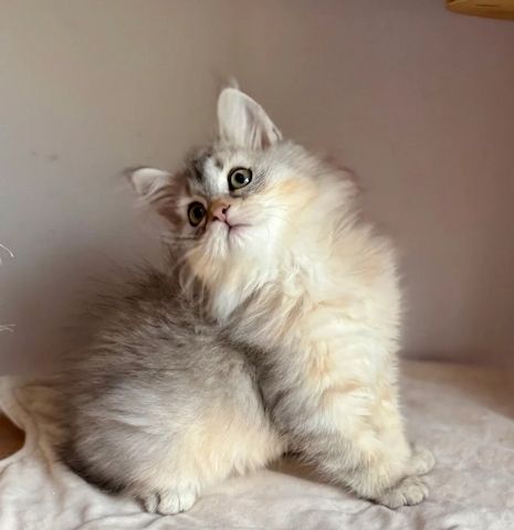 Sibirische Kätzchen zu verkaufen