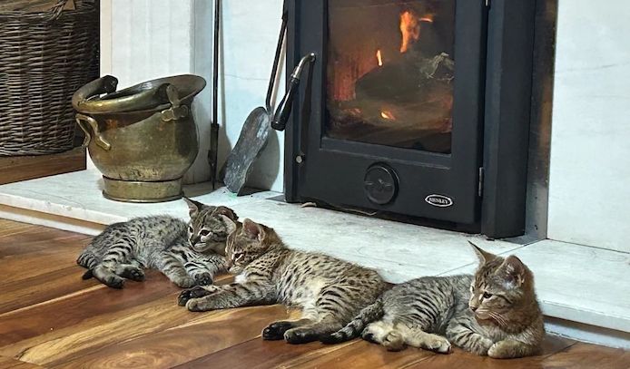 F2-Savannah-Kätzchen