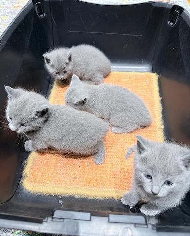 Russisch Blau Katzen