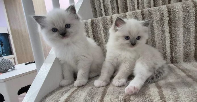 Ragdoll-Kätzchen in Blue Point-Linie