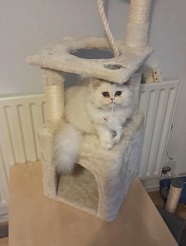 Reinrassige Perserkätzchen