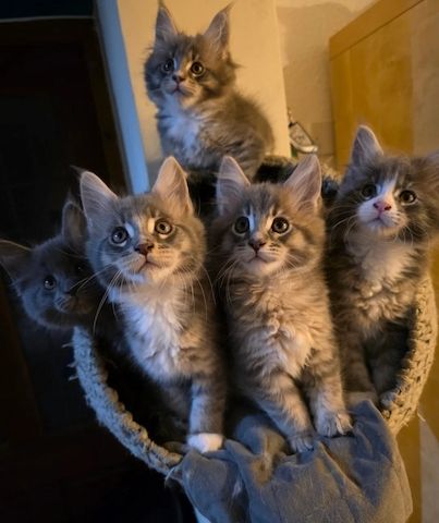 Wunderschöne Maine-Coon-Kätzchen