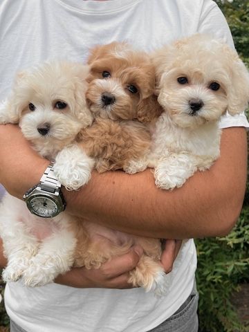 🌟 *Süße Maltipoo-Welpen suchen ein Zuhause für immer* 🌟