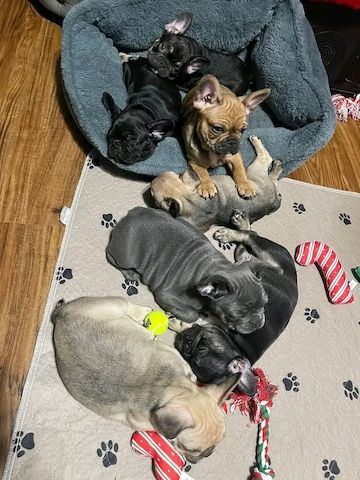 Französische Bulldoggenwelpen suchen ein neues Zuhause