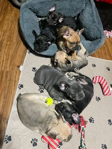 Französische Bulldoggenwelpen suchen ein neues Zuhause