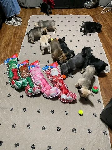 Französische Bulldoggenwelpen suchen ein neues Zuhause
