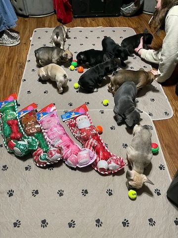Französische Bulldoggenwelpen suchen ein neues Zuhause