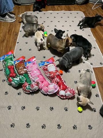 Französische Bulldoggenwelpen suchen ein neues Zuhause