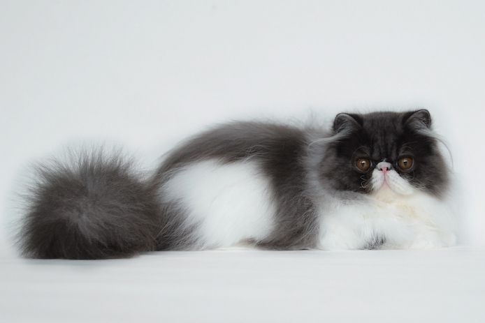 junge Perserkätzin aus Hobbyzucht