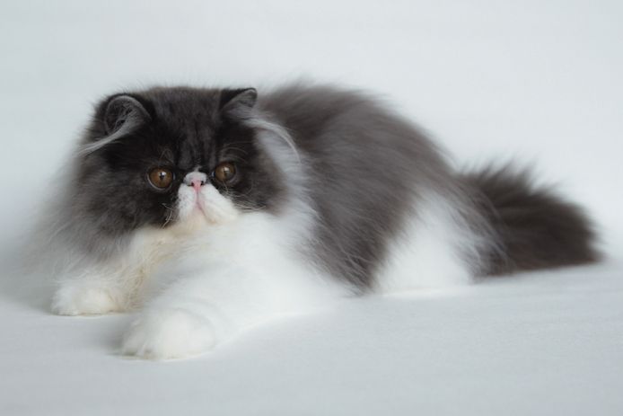 junge Perserkätzin aus Hobbyzucht