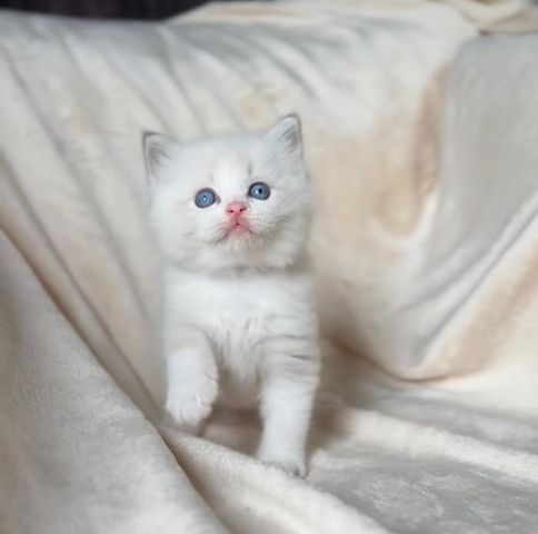 Trainierte Ragdoll-Kätzchen zu verkaufen