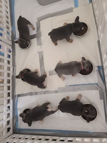 Französische Bulldoggenwelpen zu verkaufen