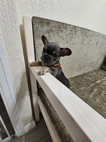 Französische Bulldoggenwelpen zu verkaufen