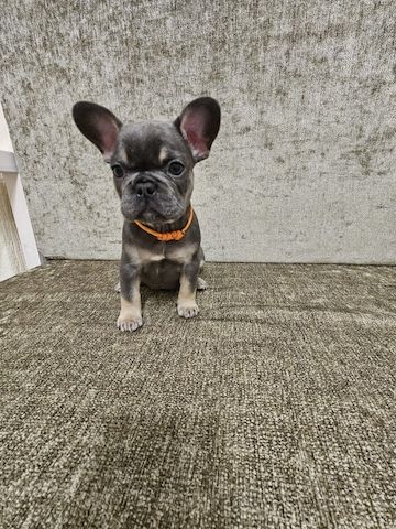 Französische Bulldoggenwelpen zu verkaufen