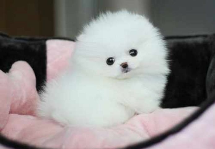 MINI ZWERGSPITZ POMERANIAN BOO WELPEN