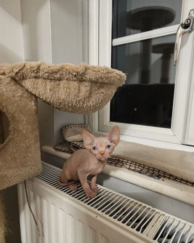 Sphynx-Kätzchen