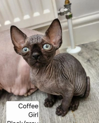 Sphynx-Kätzchen zu verkaufen