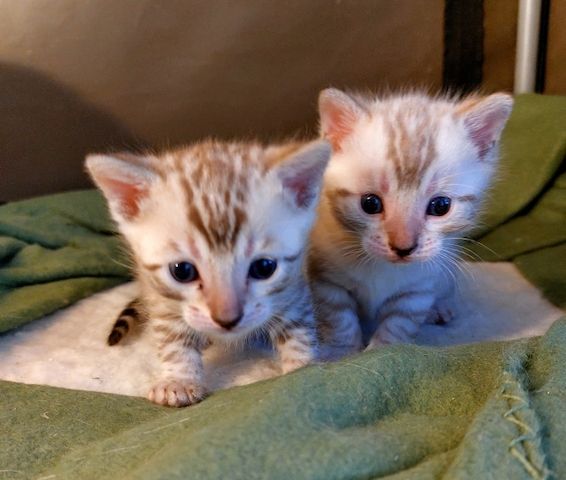 Bengal-Kätzchen zu vermitteln