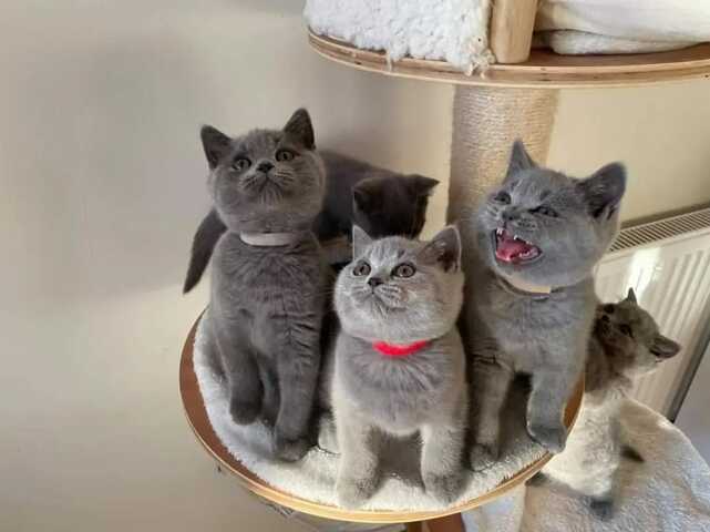 Britische Kurzhaar-Kätzchen zur Adoption