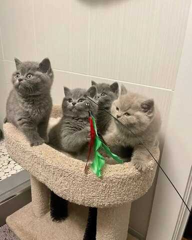 Britisch Kurzhaar-Wurf