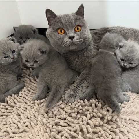 Britisch Kurzhaar-Wurf