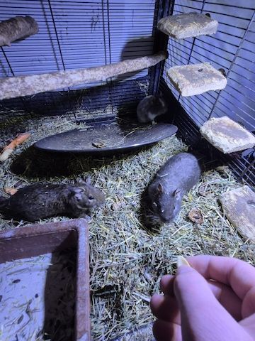 3 liebe Degus mit Käfig und Zubehör