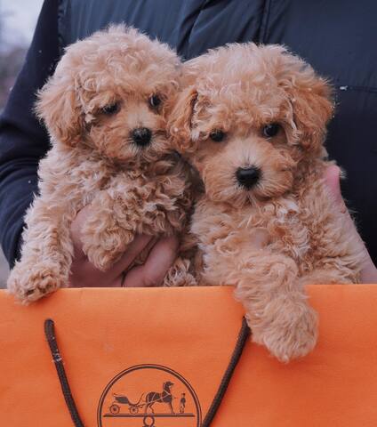 Maltipoo-Welpen zur Adoption