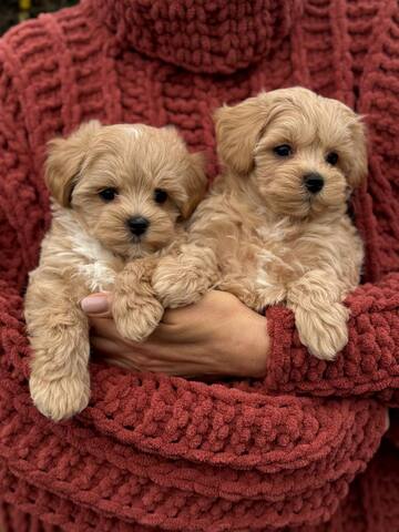 Maltipoo-Welpen