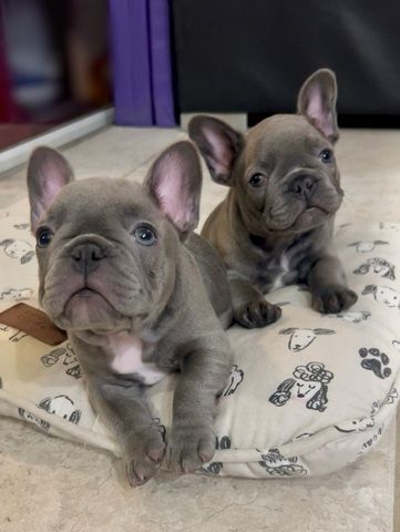 Französische Bulldogge