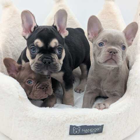 Französische Bulldogge