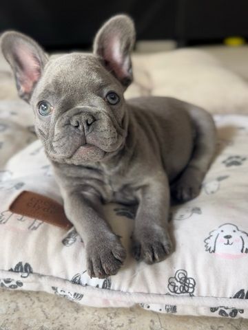 Französische Bulldogge