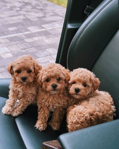 Maltipoo-Welpen zur Adoption