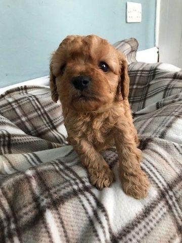 cavapoo welpen