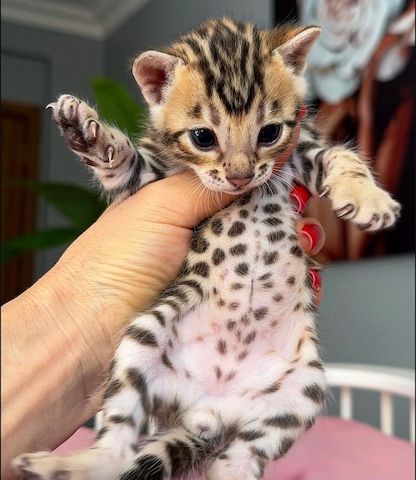 Bengal-Kater abzugeben