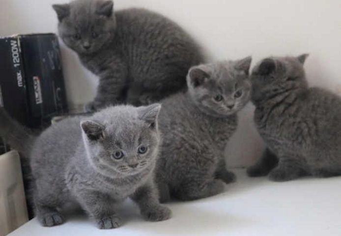 BRITISCH KURZHAAR KATZEN